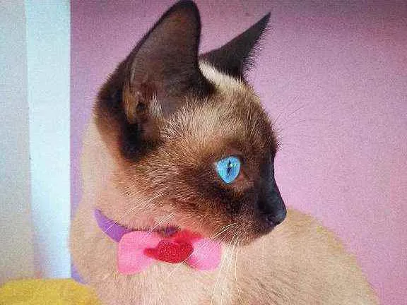 Gato ra a siamês idade 7 a 11 meses nome estelar 