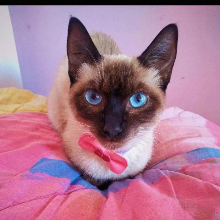 Gato ra a siamês idade 7 a 11 meses nome estelar 