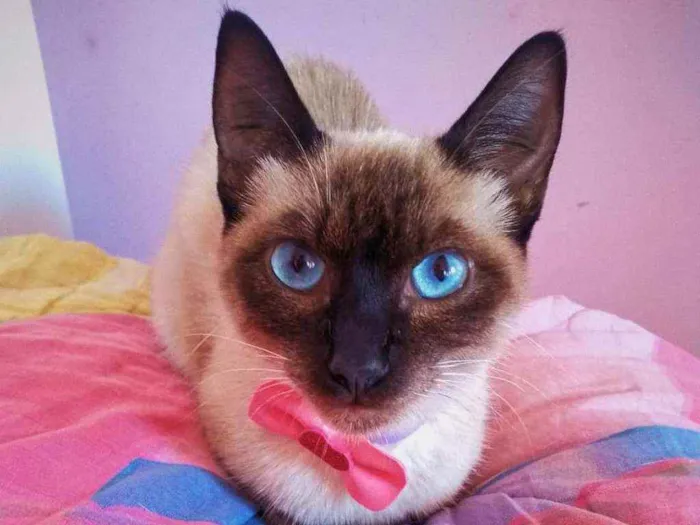 Gato ra a siamês idade 7 a 11 meses nome estelar 