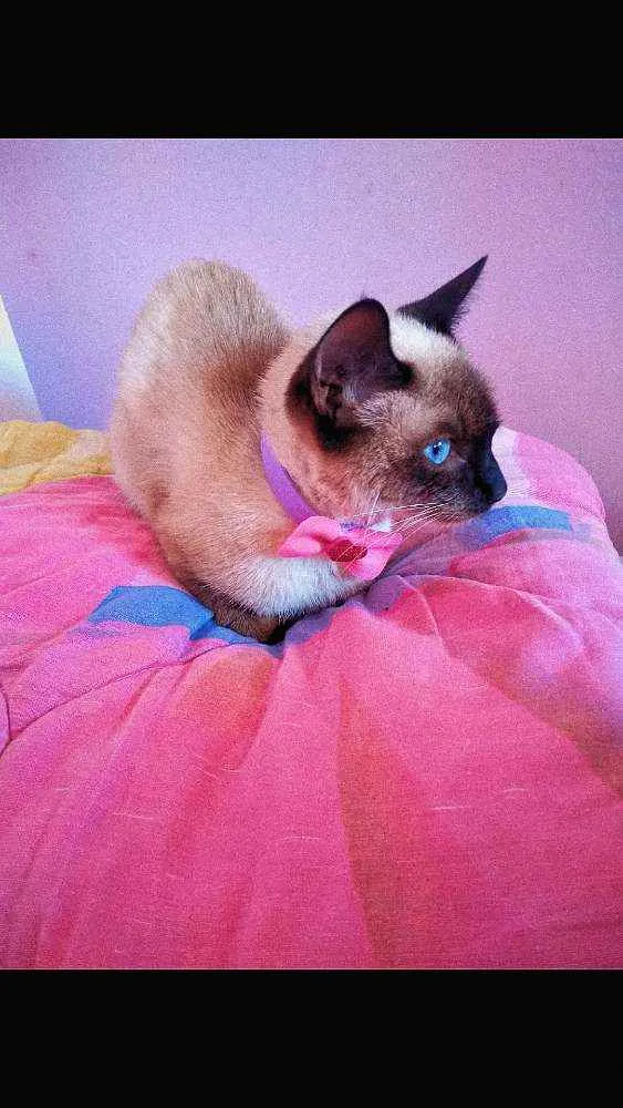 Gato ra a siamês idade 7 a 11 meses nome estelar 