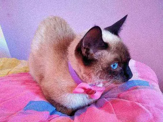 Gato ra a siamês idade 7 a 11 meses nome estelar 