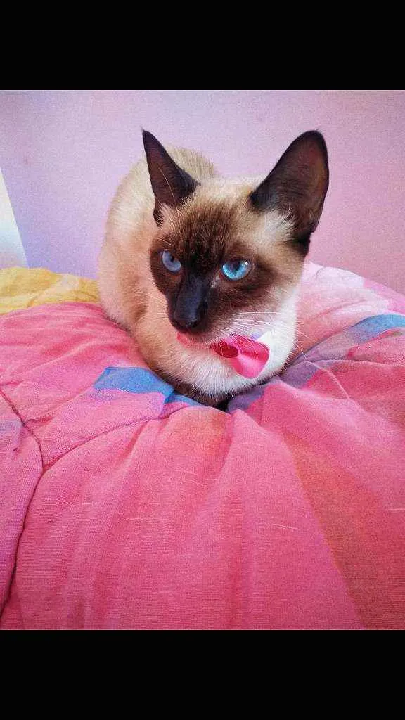 Gato ra a siamês idade 7 a 11 meses nome estelar 