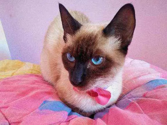Gato ra a siamês idade 7 a 11 meses nome estelar 
