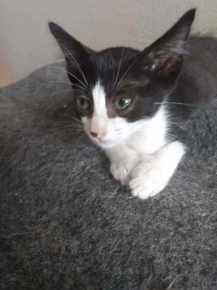 Gato raça Srd idade Abaixo de 2 meses nome Melissa