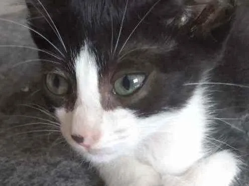 Gato raça Srd idade Abaixo de 2 meses nome Melissa