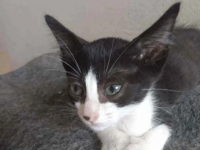 Gato raça Srd idade Abaixo de 2 meses nome Melissa