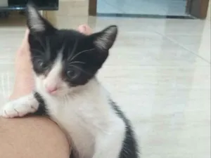 Gato raça Não identificado idade 2 a 6 meses nome Coral 