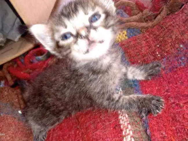 Gato ra a Não sei idade Abaixo de 2 meses nome Gatinho