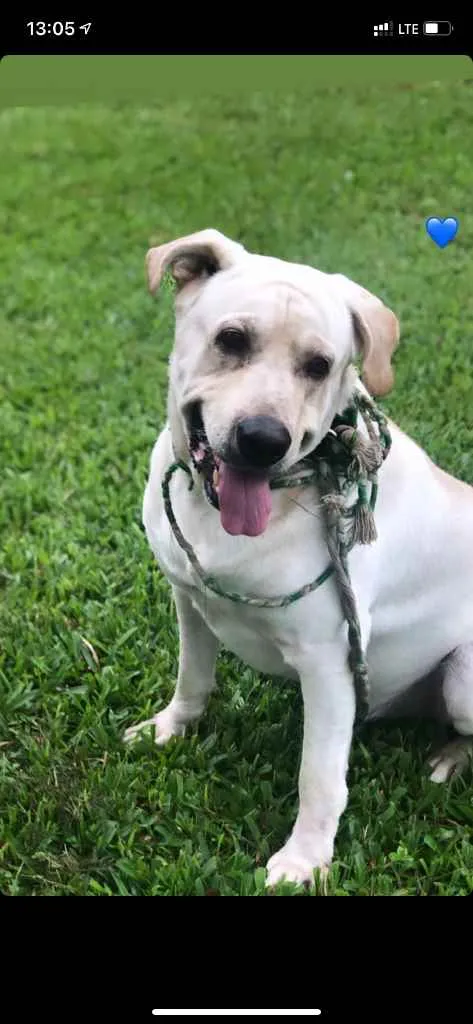 Cachorro ra a Labrador idade 6 ou mais anos nome Thor