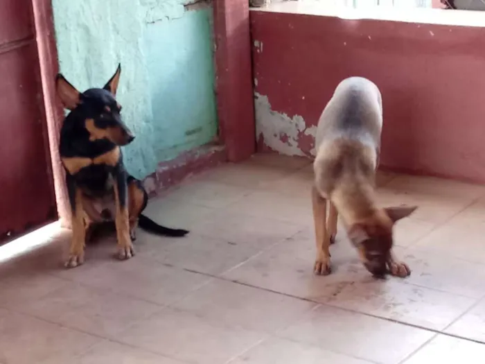 Cachorro ra a mestiço a vira-lata idade 2 a 6 meses nome Rex e Lulu