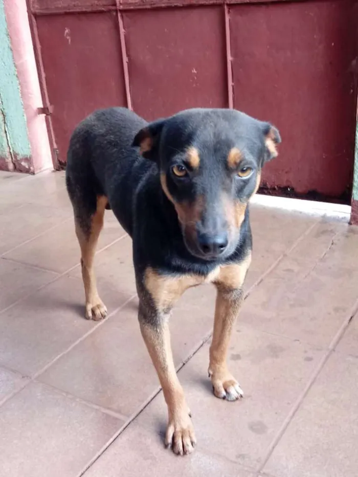 Cachorro ra a vira-lata idade 2 anos nome Psay