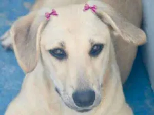 Cachorro raça  idade  nome Cindy Filhotinha Peq