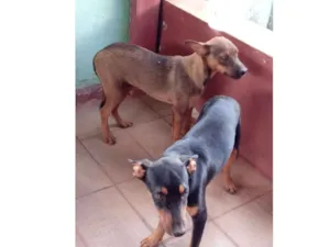 Cachorro raça mestiço a vira-lata idade 2 a 6 meses nome Rex e Lulu