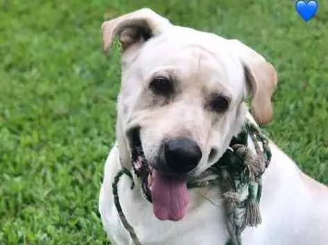 Cachorro ra a Labrador idade 6 ou mais anos nome Thor