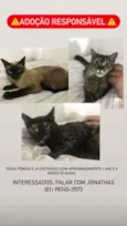 Gatas castrada 