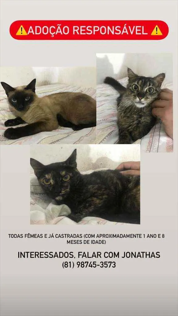 Gato ra a  idade 1 ano nome Gatas castrada 