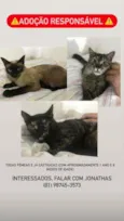 Gatas castrada