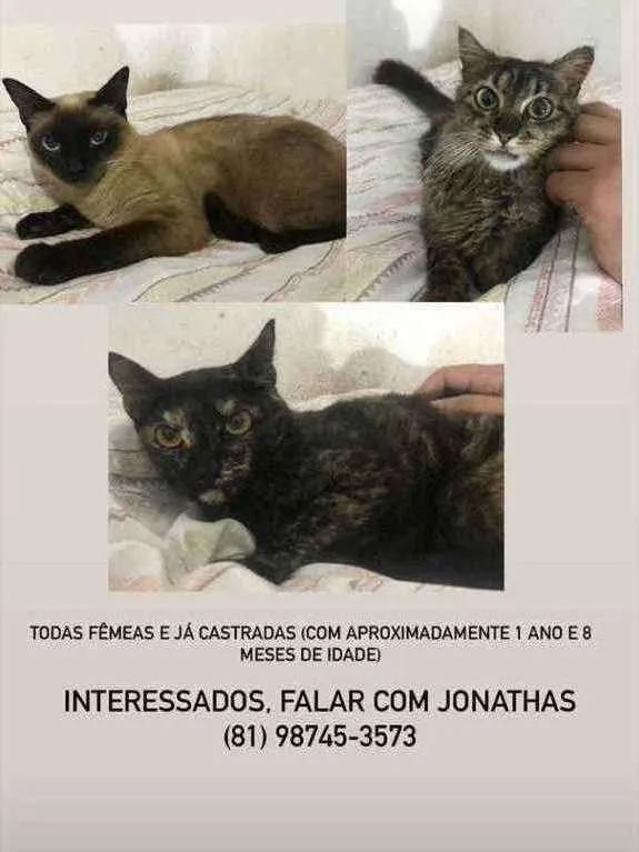 Gato ra a  idade 1 ano nome Gatas castrada 