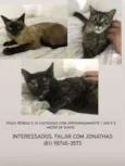 Gatas castrada