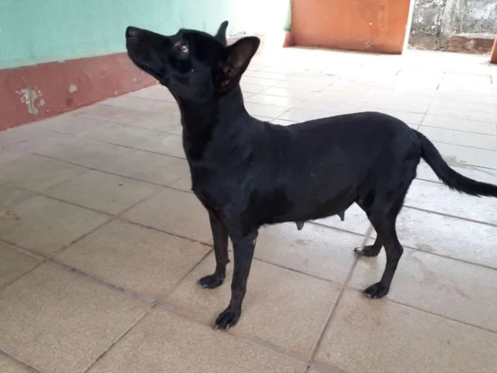 Cachorro ra a vira-lata idade 2 anos nome Jhuly