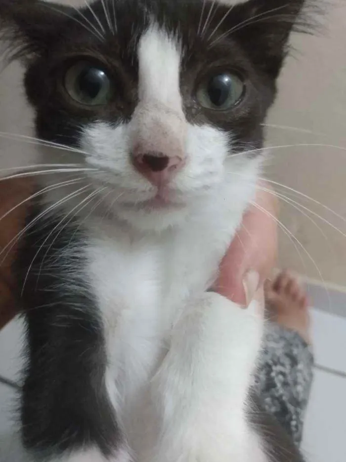 Gato raça Srd idade Abaixo de 2 meses nome Melissa