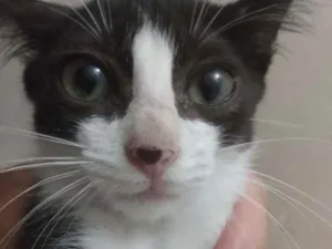 Gato raça Srd idade Abaixo de 2 meses nome Melissa