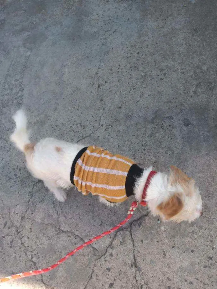 Cachorro ra a SRD - mestiço Lhasa c/ vira la idade 7 a 11 meses nome Spott