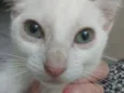 Sâncha 