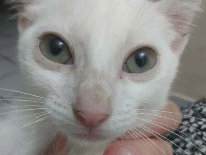 Gato raça Srd idade Abaixo de 2 meses nome Sâncha 