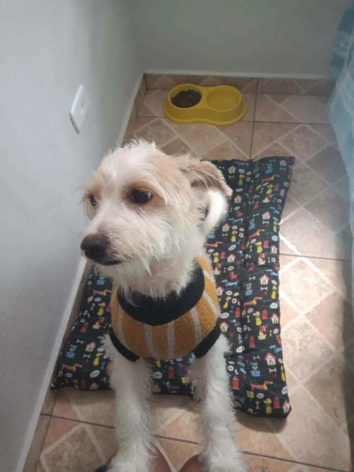 Cachorro ra a SRD - mestiço Lhasa c/ vira la idade 7 a 11 meses nome Spott