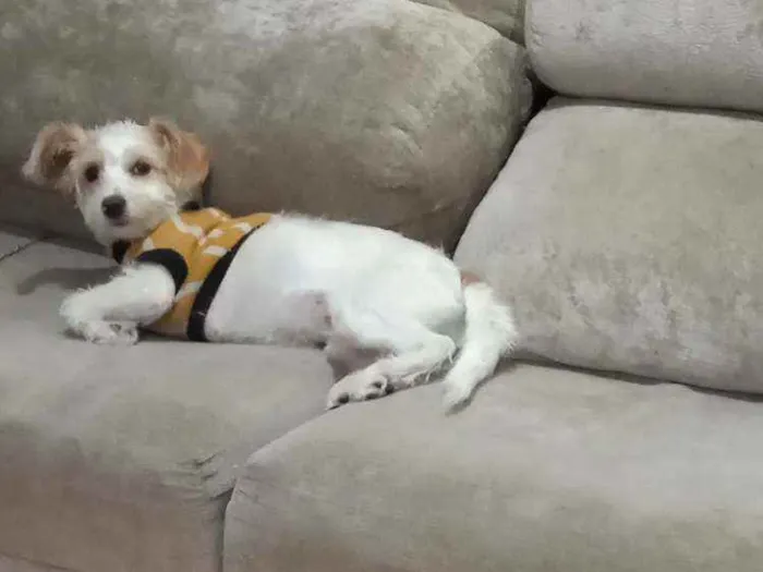 Cachorro ra a SRD - mestiço Lhasa c/ vira la idade 7 a 11 meses nome Spott