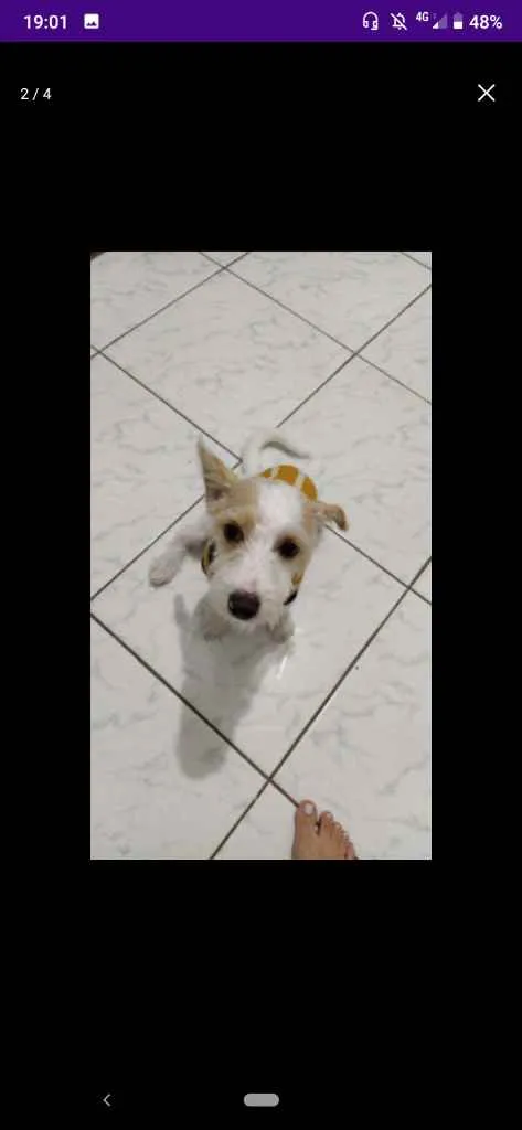 Cachorro ra a SRD - mestiço Lhasa c/ vira la idade 7 a 11 meses nome Spott