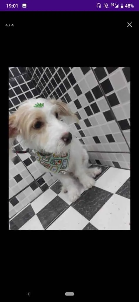 Cachorro ra a SRD - mestiço Lhasa c/ vira la idade 7 a 11 meses nome Spott