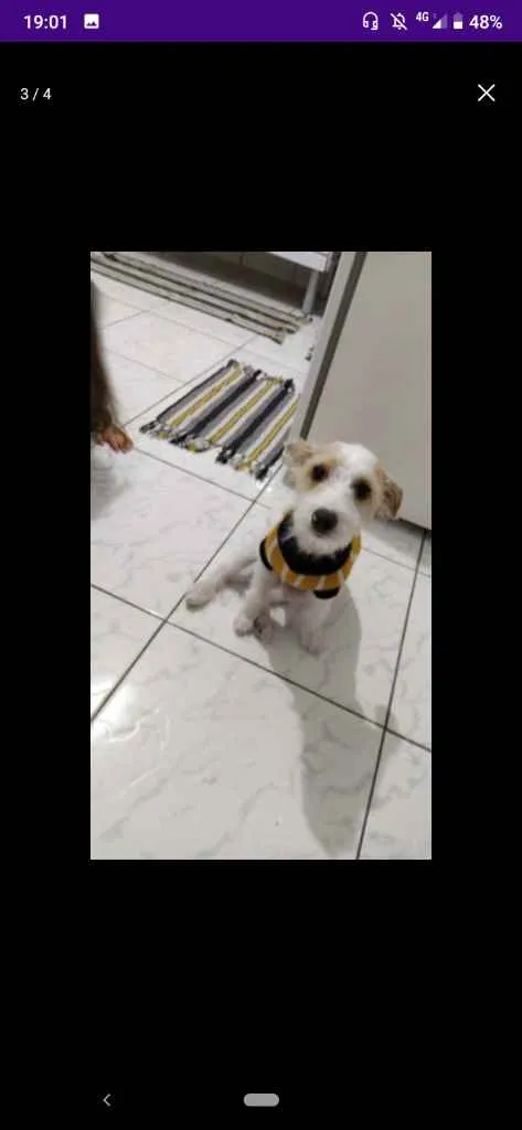 Cachorro ra a SRD - mestiço Lhasa c/ vira la idade 7 a 11 meses nome Spott