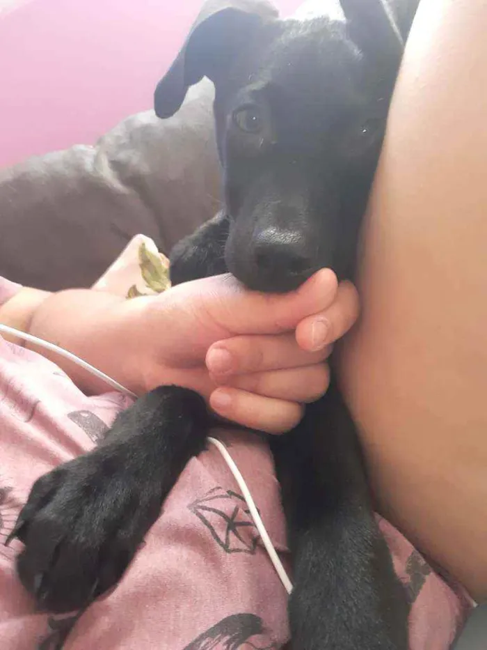 Cachorro ra a Sem Raça Definida  idade 2 a 6 meses nome Fabio 