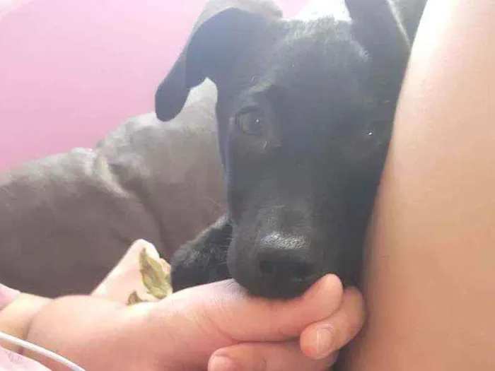 Cachorro ra a Sem Raça Definida  idade 2 a 6 meses nome Fabio 