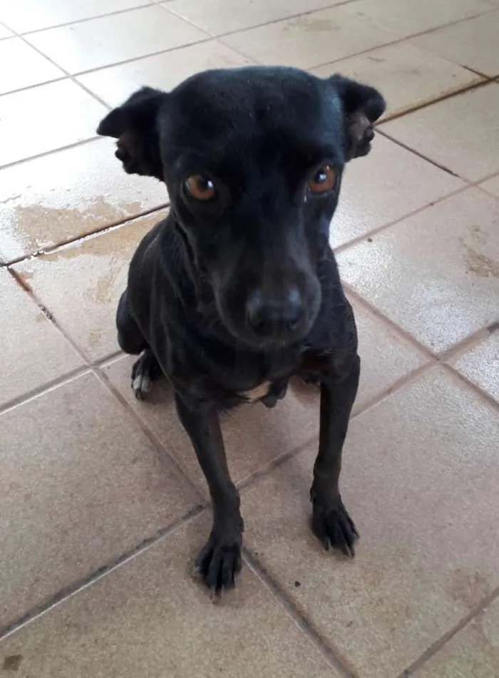 Cachorro ra a SRD-ViraLata idade 2 anos nome Jhuly