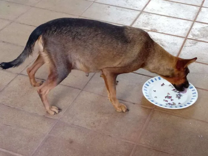 Cachorro ra a Mestiça a vira-lata idade 1 ano nome Mel