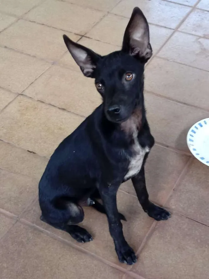 Cachorro ra a Mestiço a vira-lata idade 2 a 6 meses nome Tampinha, Rex e Lulu