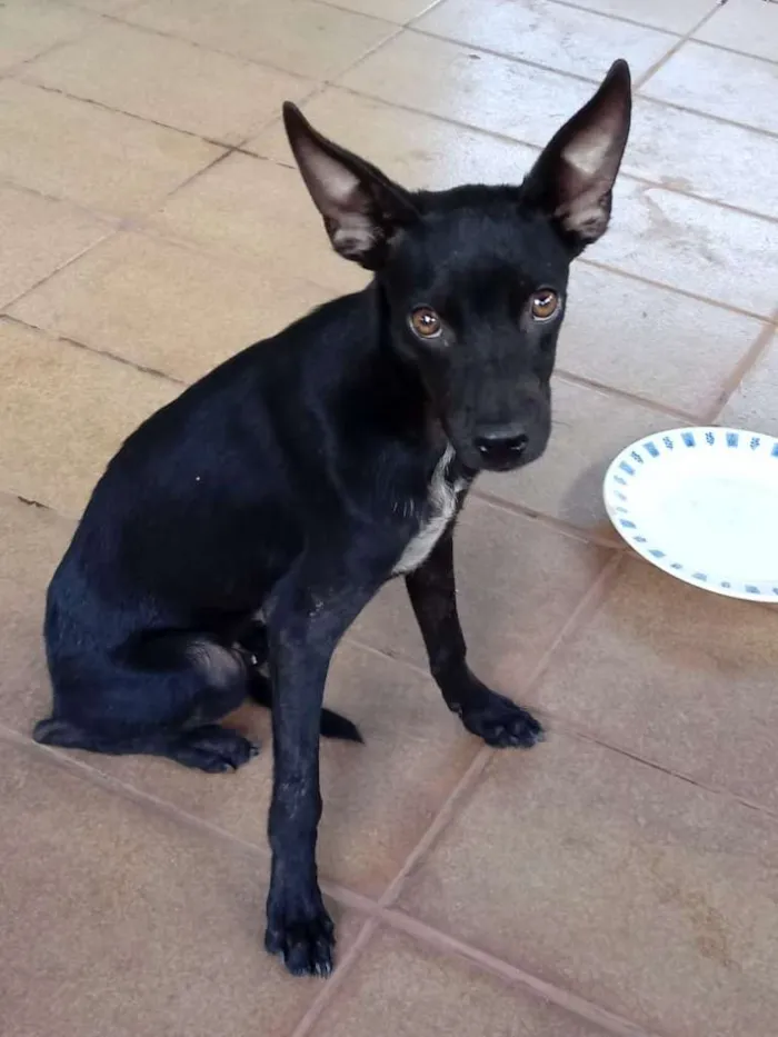 Cachorro ra a Mestiço a vira-lata idade 2 a 6 meses nome Tampinha, Rex e Lulu