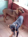 Tampinha, Rex e Lulu