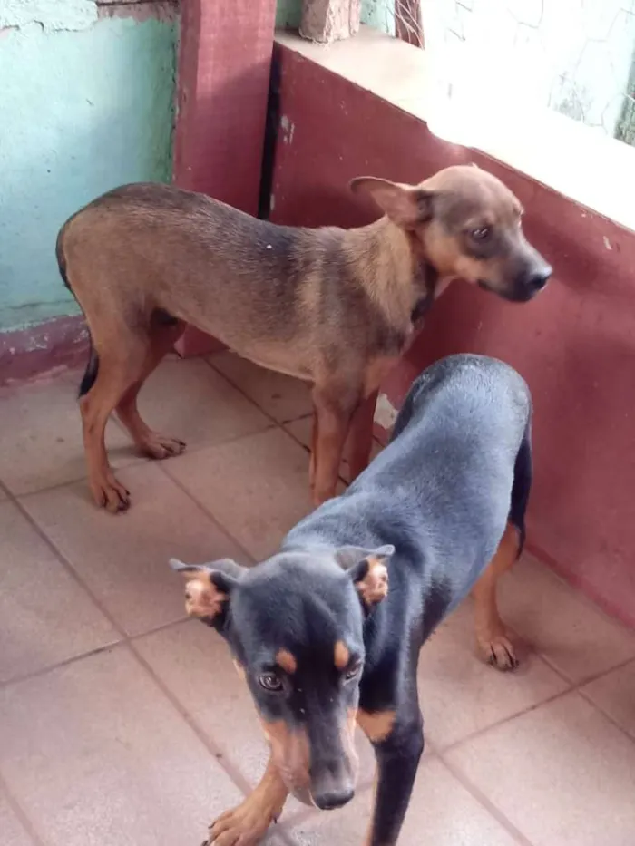 Cachorro ra a Mestiço a vira-lata idade 2 a 6 meses nome Tampinha, Rex e Lulu