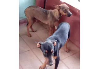 Cachorro raça Mestiço a vira-lata idade 2 a 6 meses nome Tampinha, Rex e Lulu