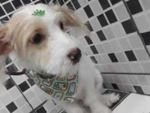 Cachorro raça SRD - mestiço Lhasa c/ vira la idade 7 a 11 meses nome Spott