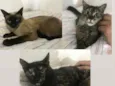 Gatas castrada 