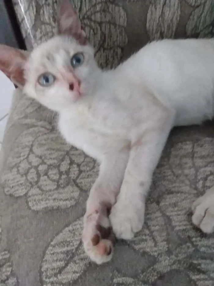 Gato raça SRD idade 2 a 6 meses nome Pedrinho