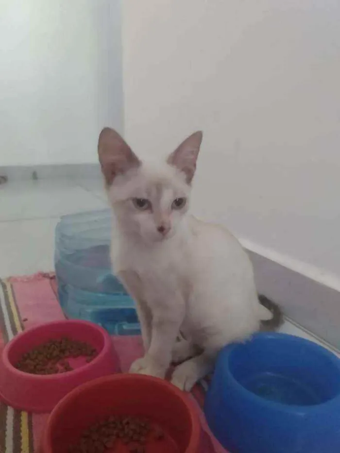 Gato raça SRD idade 2 a 6 meses nome Pedrinho