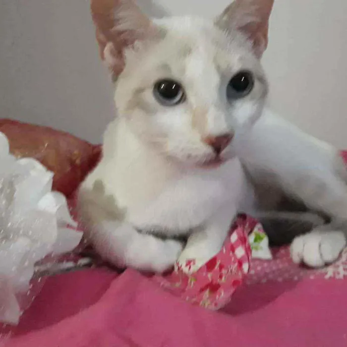 Gato ra a Srd idade 2 a 6 meses nome Mocinha 3