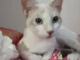 Mocinha 3
