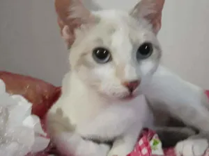 Gato raça Srd idade 2 a 6 meses nome Mocinha 3